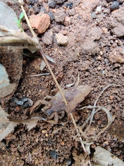 Lychas tricarinatus