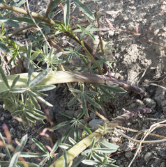 Lupinus angustiflorus