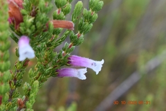 Erica macowanii