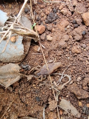 Lychas tricarinatus