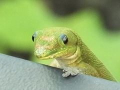 Phelsuma laticauda laticauda