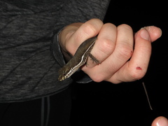 Anolis oxylophus