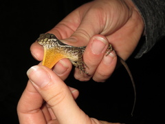 Anolis oxylophus