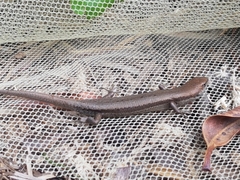 Lampropholis guichenoti