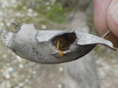 Gryllacrididae