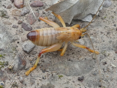 Gryllacrididae