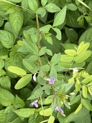 Cleome rutidosperma