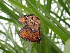 Danaus eresimus montezuma