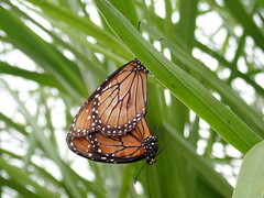 Danaus eresimus montezuma