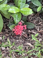 Ixora