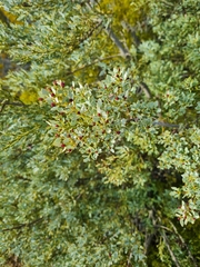 Phyllocladus alpinus