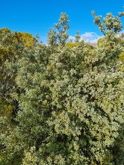 Phyllocladus alpinus