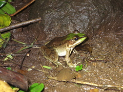 Lithobates vaillanti