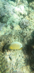 Chaetodon lunulatus