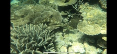 Hemiscyllium ocellatum