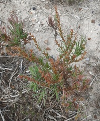Suaeda linearis