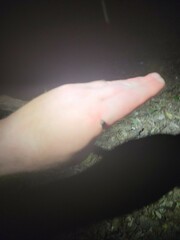 Euthlastoblatta abortiva