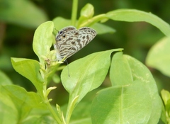 Leptotes pirithous