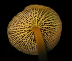 Marasmius cladophyllus
