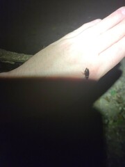 Euthlastoblatta abortiva