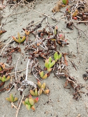Carpobrotus chilensis