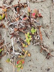 Carpobrotus chilensis