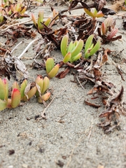 Carpobrotus chilensis