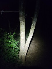 Euthlastoblatta abortiva