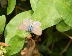 Leptotes pirithous
