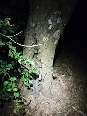 Euthlastoblatta abortiva