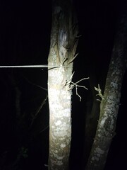 Euthlastoblatta abortiva