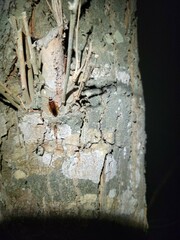 Euthlastoblatta abortiva