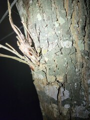 Euthlastoblatta abortiva