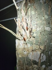 Euthlastoblatta abortiva