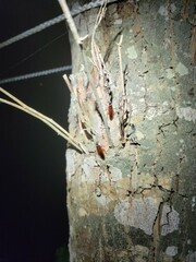 Euthlastoblatta abortiva