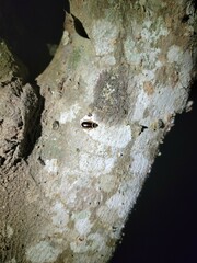 Euthlastoblatta abortiva