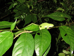 Anolis biporcatus