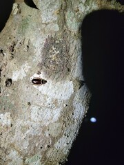 Euthlastoblatta abortiva