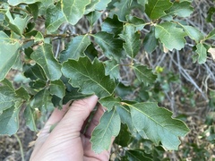 Quercus