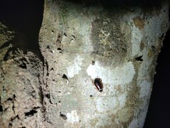 Euthlastoblatta abortiva