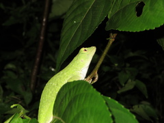 Anolis biporcatus