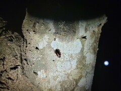 Euthlastoblatta abortiva