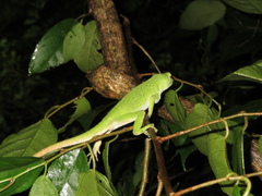 Anolis biporcatus