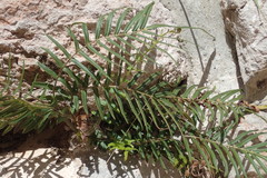 Pteris longifolia