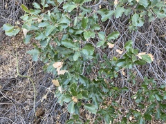 Quercus