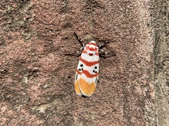 Cyana bellissima