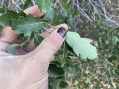 Quercus