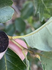 Quercus