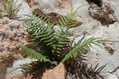 Pteris longifolia