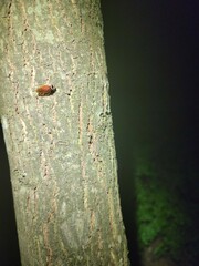 Euthlastoblatta abortiva